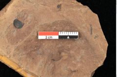 Foto (Detailsansicht) von Quercus palaeoilex Ettingshausen (NHMW-GEO-2024-0188-0970)